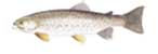 DRIMSKA PASTRMKA-Salmo farioides