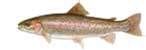 DU�I�ASTA PASTRMKA-Oncorhynchus mykiss