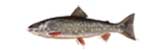 JEZERSKA ZLATOV�iCA - Salvelinus alpinus