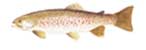 MAKEDONSKA PASTRMKA-Salmo macedonicus