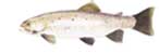 OHRIDSKA PASTRMKA - Salmo letnica