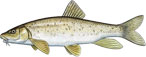 POTO�NA MRENA, SAPA�A - Barbus peloponnesius