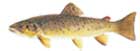 POTOCNA PASTRMKA - Salmo trutta