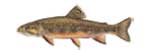 POTO�NA ZLATOV�ICA - Salvelinus fontinalis