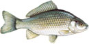 BABU�KA - Carassius auratus  MELEZ, PASTAK