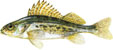 BALAVAC - Gymnocephalus cernuu