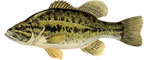 BAS - Micropterus salmoides 