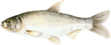BELI TOLSTOLOBIK - Hypophthalmichthys molitrix
