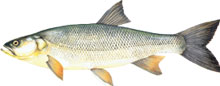 BUCOV - Aspius aspius