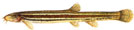 �IKOV - Misgurnus fossilis