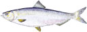 CRNOMORSKA HARINGA - Alosa immaculata