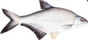 CRNOOKA - Abramis sapa