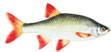 CRVENPERKA -  Scardinius erythrophthalmus
