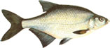 DEVERIKA - Abramis brama 