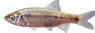 DRIMSKI �ARADAN - Pachychilon pictum