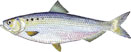 DUNAVSKA HARINGA - Alosa caspia