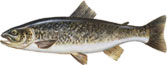 GLAVATICA - Salmo marmoratus