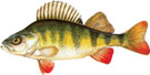 GRGE� - Perca fluviatilis - BAndar