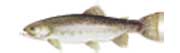 KALIFORNIJSKA PASTRMKA - Salmo gairdne