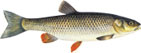 KLEN - Leuciscus cephalus
