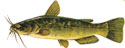 AMERI�KI PATULJASTI SOM Ictalurus nebulosus CVERGLAN, TERPAN, REGAN