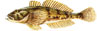 PE� - Cottus gobio - GLAVO�