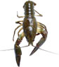 RE�NI RAK Astacus astacus