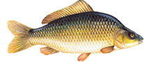 RIBNJA�KI �ARAN �KRLJU�TAR� - Cyprinus carpio