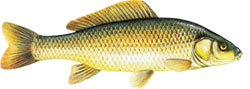�ARAN �DIVLJAK' - Cyprinus carpio