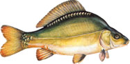 RIBNJA�KI �ARAN �GOLAƔ - Cyprinus carpio