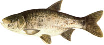 SIVI TOLSTOLOBIK - Aristichthys mobilis