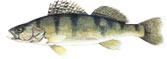 SMU�  KAMENJAR - Stizostedion 