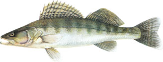 SMU� - Stizostedion lucioperca