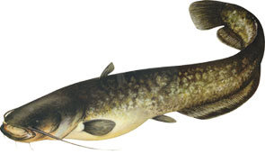 SOM - Silurus glanis