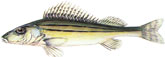 �RAC - Gymnocephalus schraetse