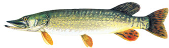 �TUKA - Esox lucius
