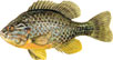 SUN�ICA - Lepomis gibbosus