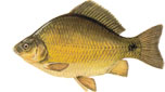 ZLATNI  KARA� - Carassius carassius